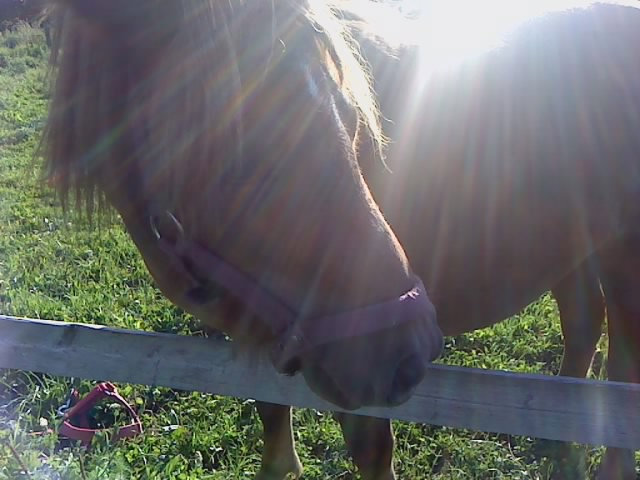 konik w soneczku :)