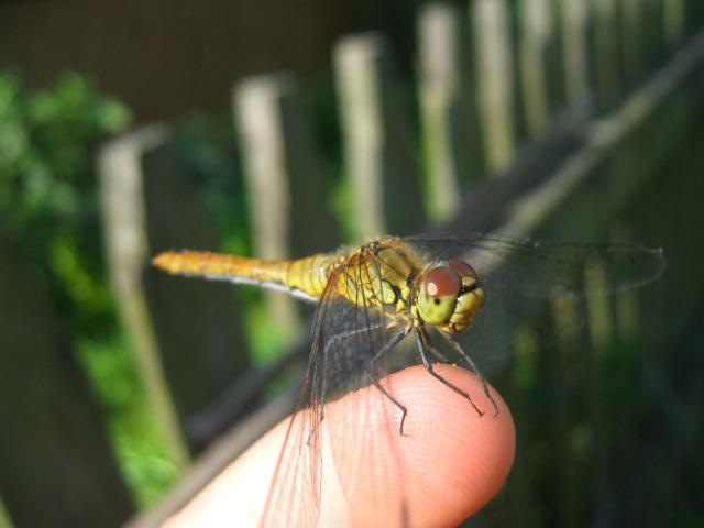 wazka