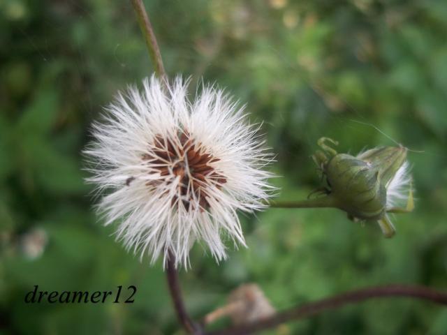 Wpis dreamer12