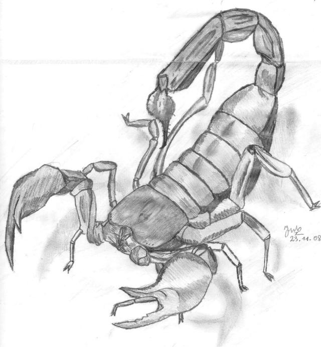 skorp