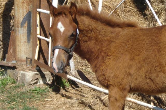 Wpis horsehorse