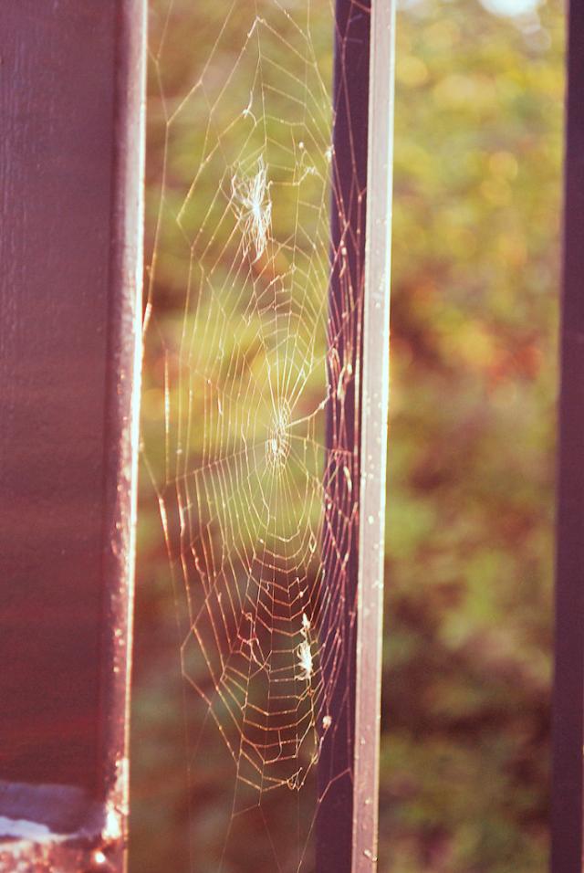  spiderweb 