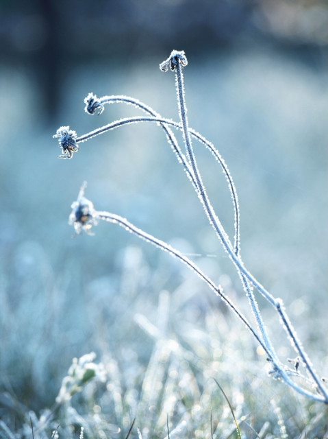 Cold V