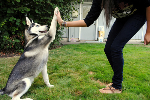 huskyy