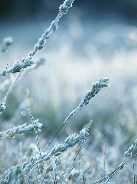 Cold