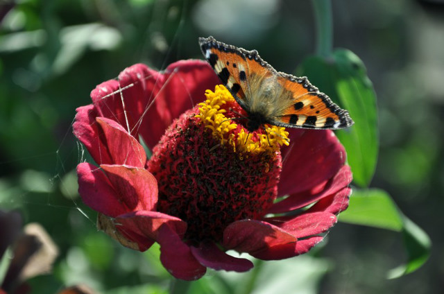 Motyl i kwiat