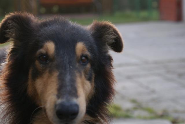 Maks
