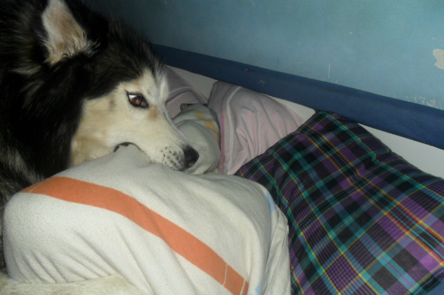 ciko