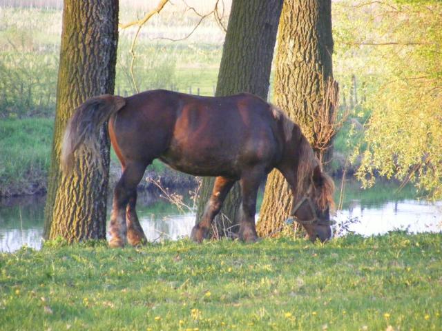 konik :)