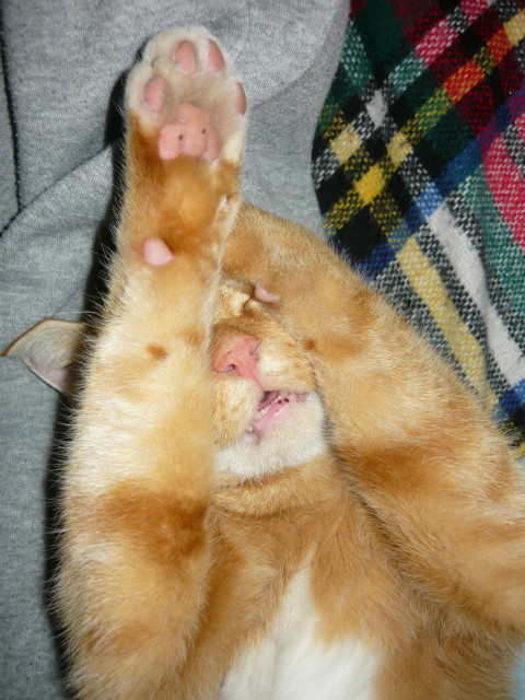 kot!