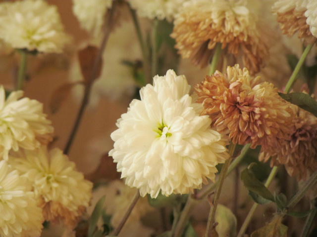 White flowers