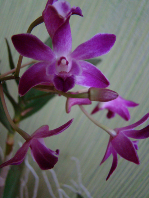 Dendrobium