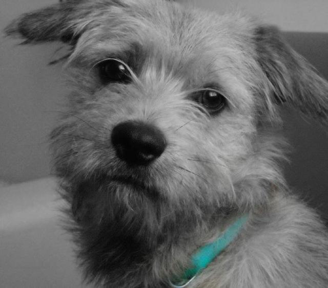 Bruno.