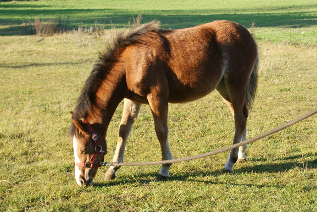 Vega