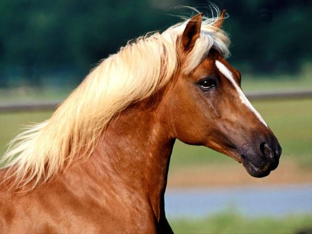 Konik ..
