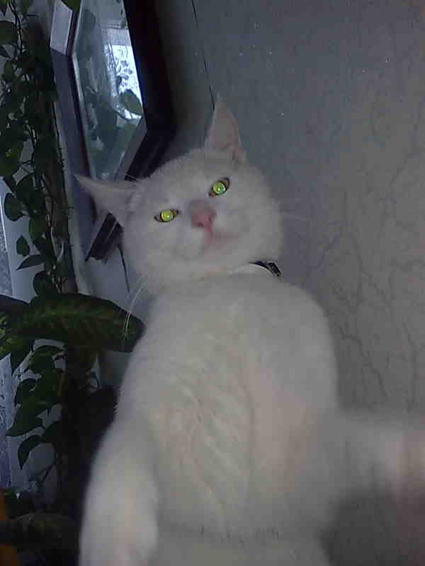 Mj kot ;D