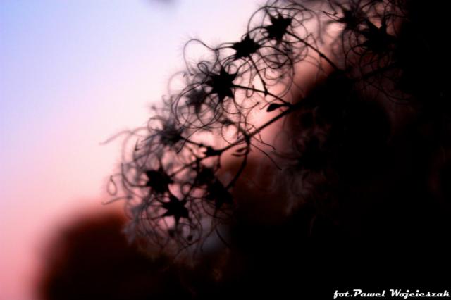 Pawe Wojcieszak Photography