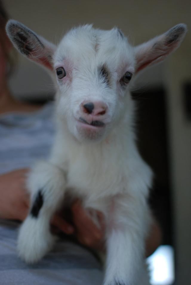 CHABU