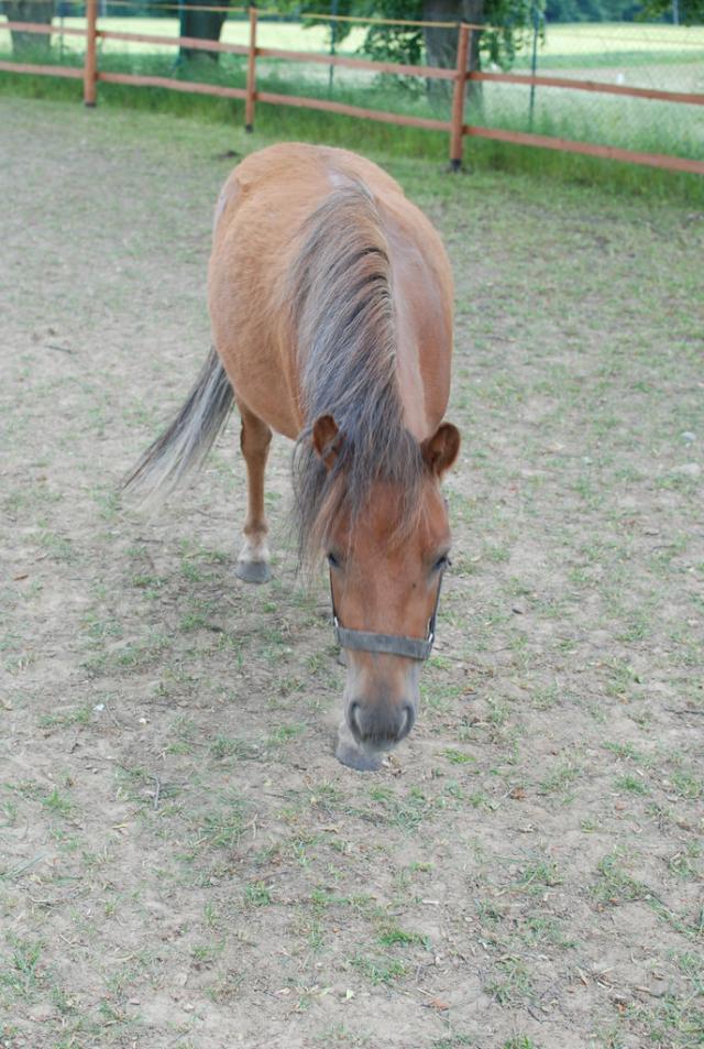 kuba