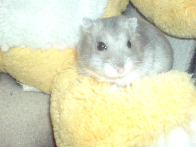 Bazyliszek Mj!:-P