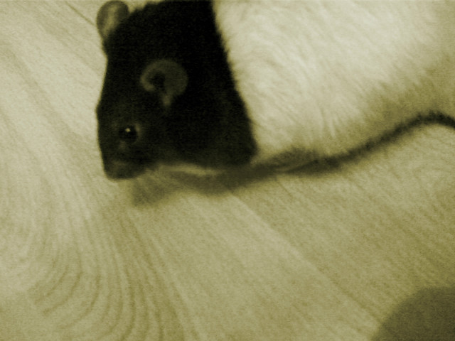 Stella :*