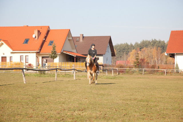 Wpis plemniczka