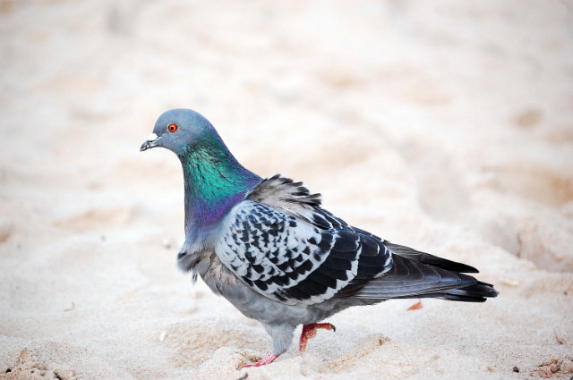pigeon