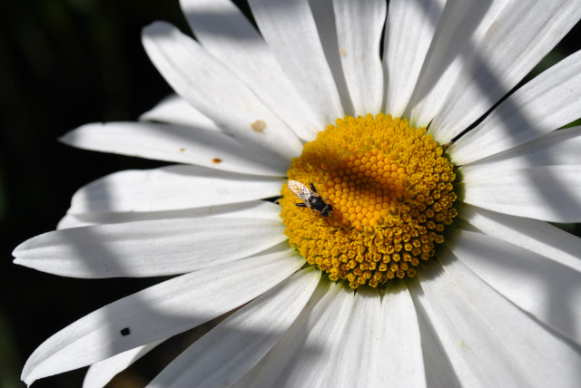 flower.