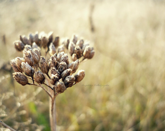Wpis touchofspring