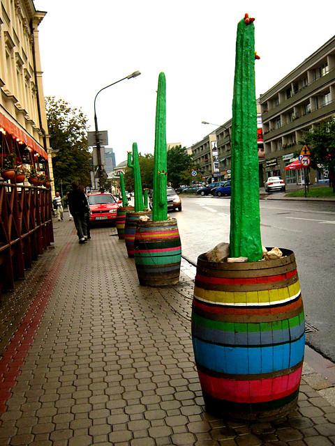 Mio w kolorach tczy.