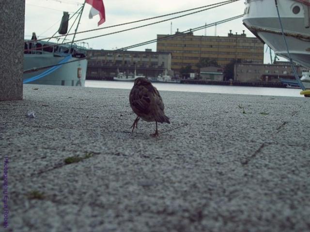 wrbelek ;D