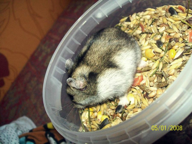 Sweety.