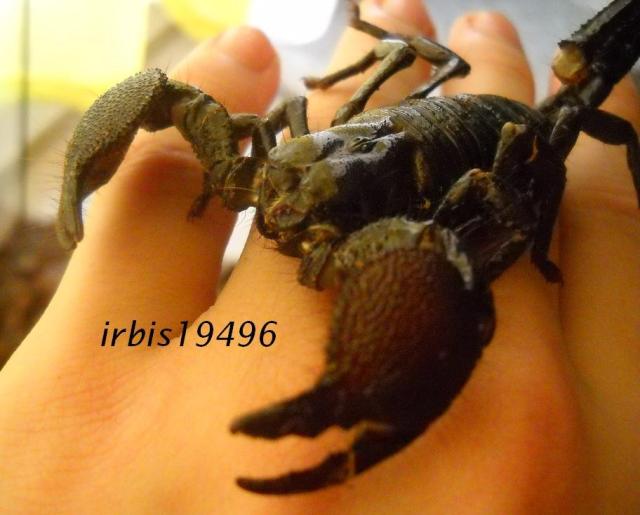 Ech skorpion, 
