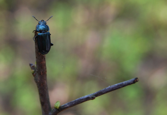 coleoptera.