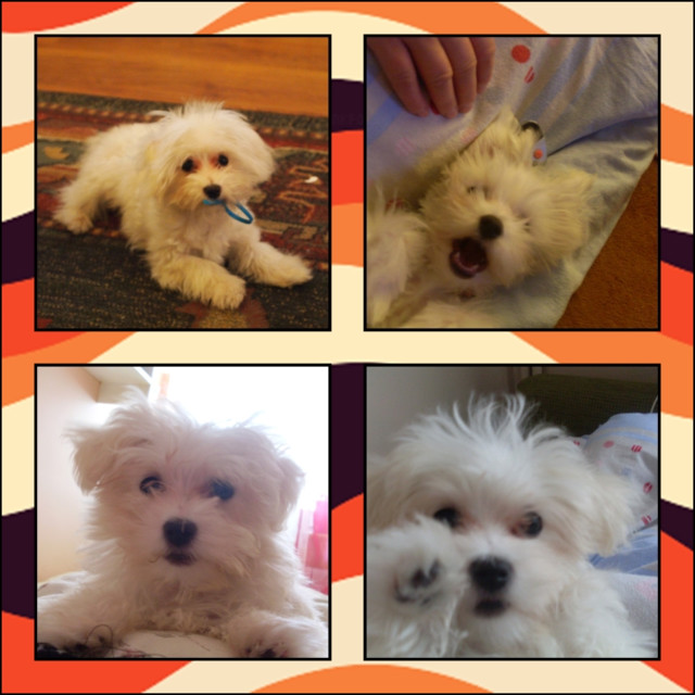 Molly ;*