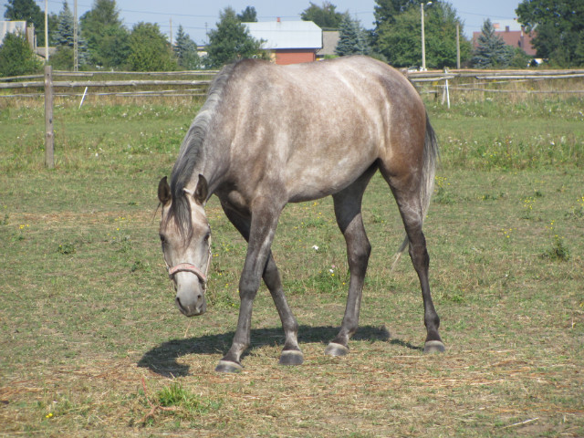 Kochana Daneta