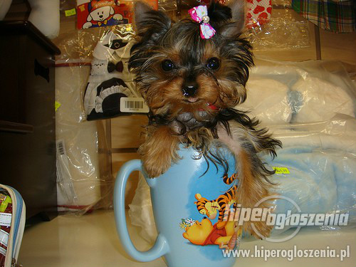 Wpis blondipolinka