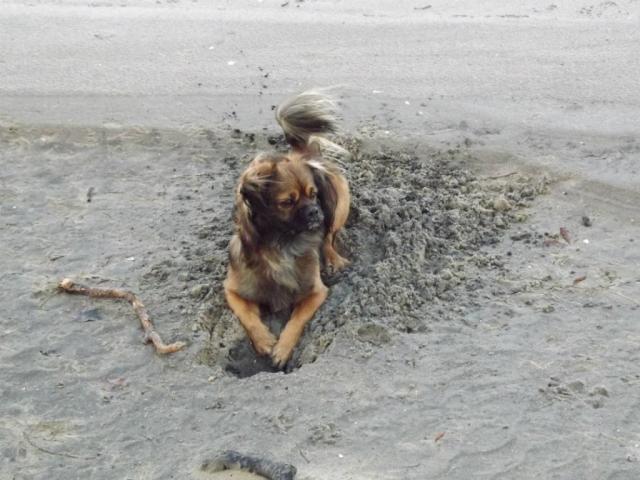 rehg
