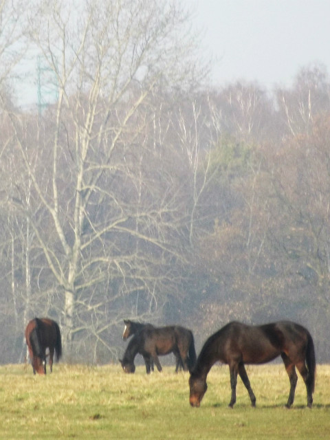 Wpis horses98