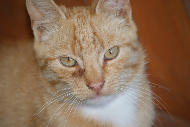 RUDY