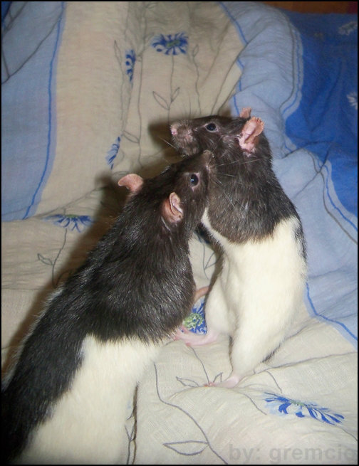 jamal & paxon