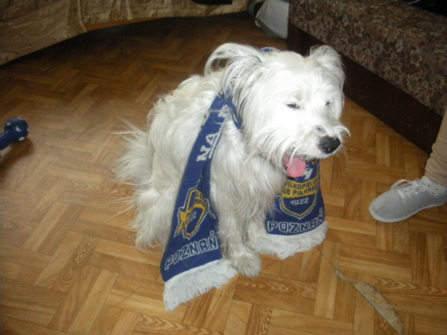 Sodziak.