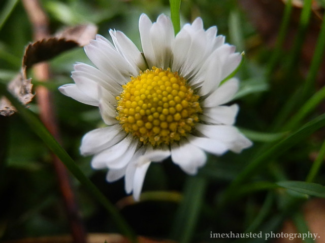 Flower.