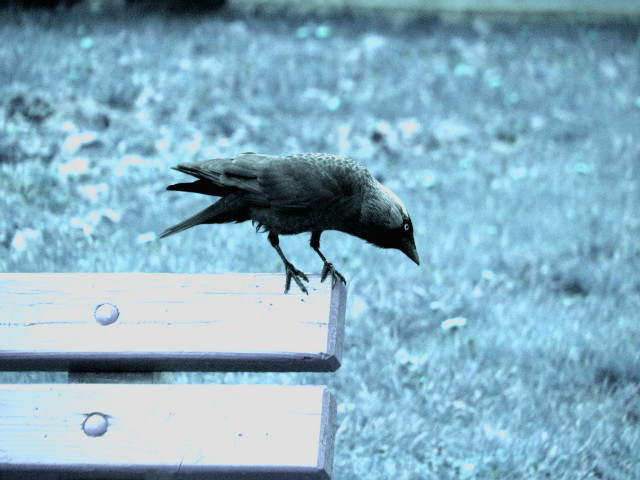 blue starling