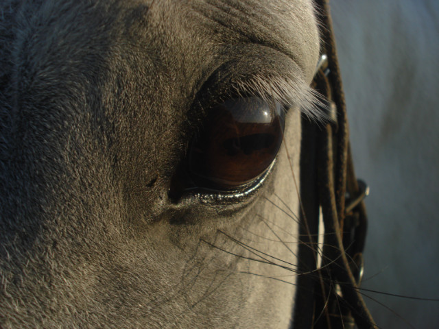 Wpis horsehorse