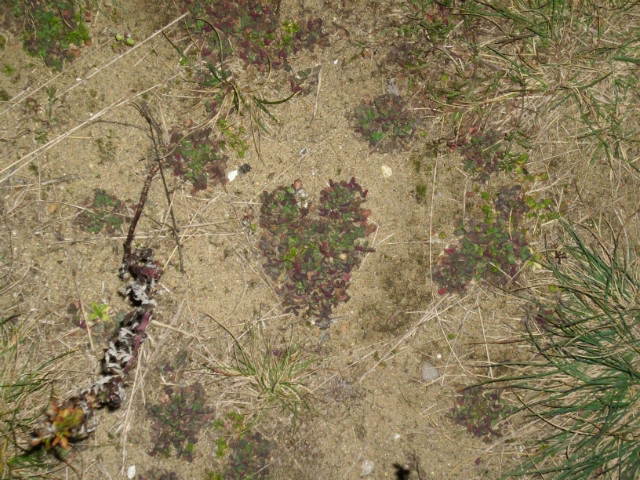 Wpis anomaliaa