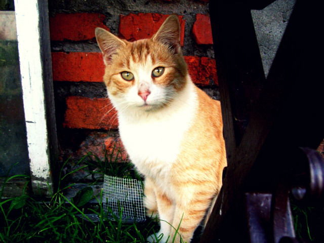 kicia na wsi ;D