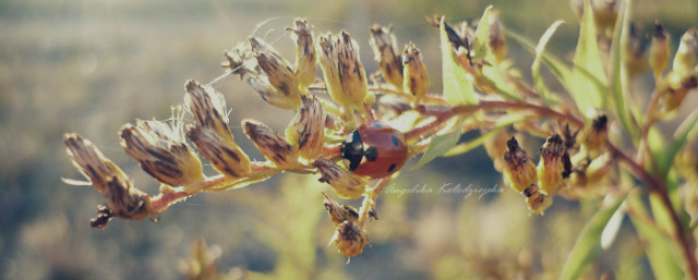 Wpis touchofspring