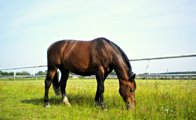 ^^Alabaster^^