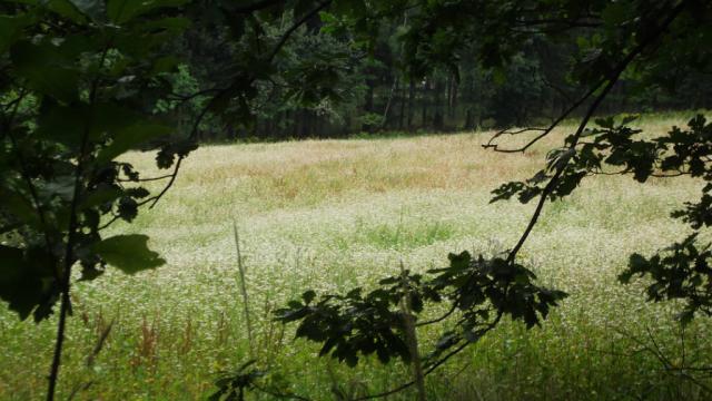 Polanka